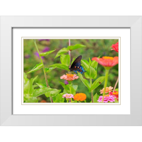 Pipevine swallowtail on zinnia White Modern Wood Framed Art Print with Double Matting by Day, Richard and Susan