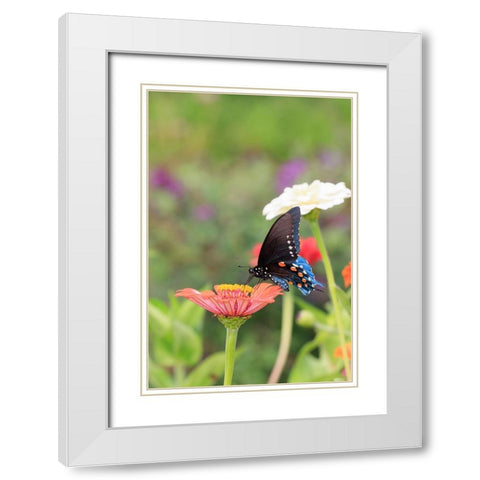 Pipevine swallowtail on zinnia White Modern Wood Framed Art Print with Double Matting by Day, Richard and Susan