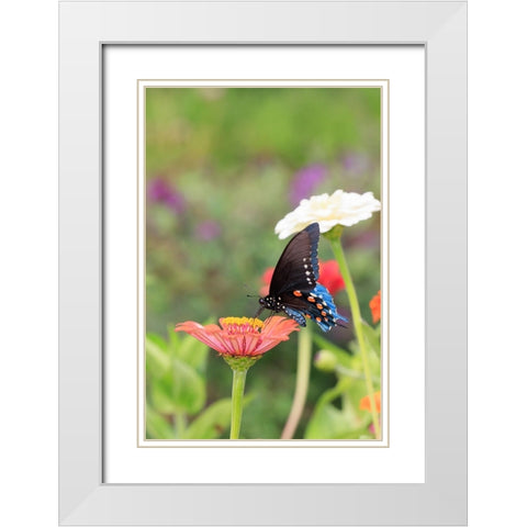 Pipevine swallowtail on zinnia White Modern Wood Framed Art Print with Double Matting by Day, Richard and Susan