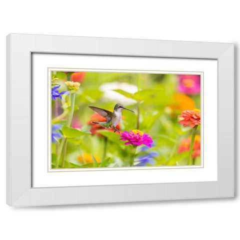 Ruby-throated hummingbird White Modern Wood Framed Art Print with Double Matting by Day, Richard and Susan