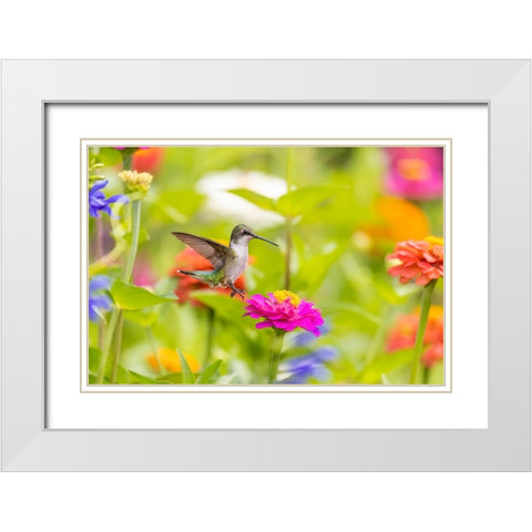 Ruby-throated hummingbird White Modern Wood Framed Art Print with Double Matting by Day, Richard and Susan
