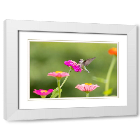 Ruby-throated hummingbird White Modern Wood Framed Art Print with Double Matting by Day, Richard and Susan