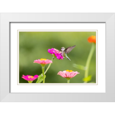 Ruby-throated hummingbird White Modern Wood Framed Art Print with Double Matting by Day, Richard and Susan