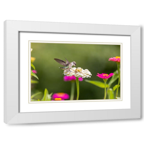 Ruby-throated hummingbird White Modern Wood Framed Art Print with Double Matting by Day, Richard and Susan