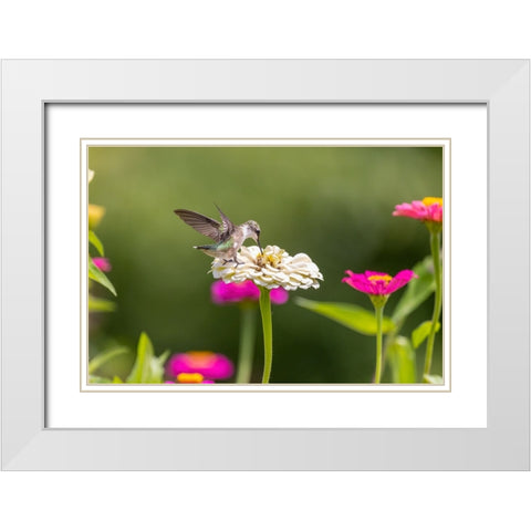 Ruby-throated hummingbird White Modern Wood Framed Art Print with Double Matting by Day, Richard and Susan