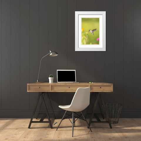 Ruby-throated hummingbird White Modern Wood Framed Art Print with Double Matting by Day, Richard and Susan