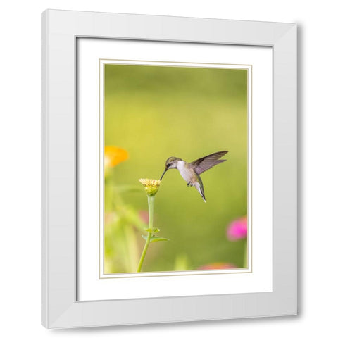 Ruby-throated hummingbird White Modern Wood Framed Art Print with Double Matting by Day, Richard and Susan