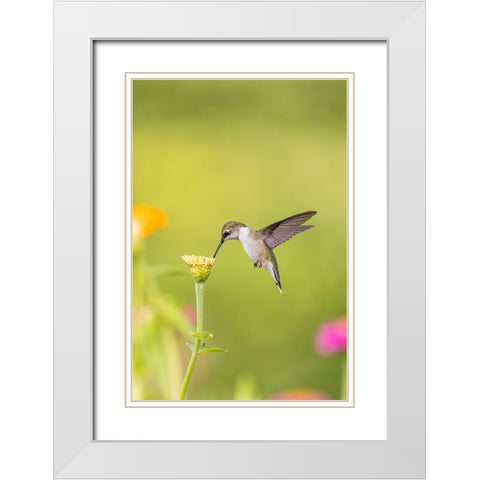 Ruby-throated hummingbird White Modern Wood Framed Art Print with Double Matting by Day, Richard and Susan