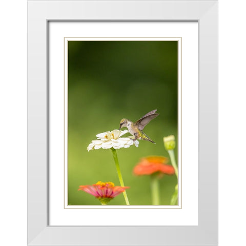 Ruby-throated hummingbird White Modern Wood Framed Art Print with Double Matting by Day, Richard and Susan