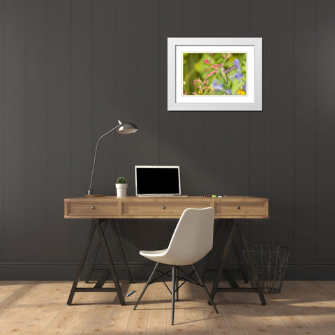Ruby-throated hummingbird White Modern Wood Framed Art Print with Double Matting by Day, Richard and Susan