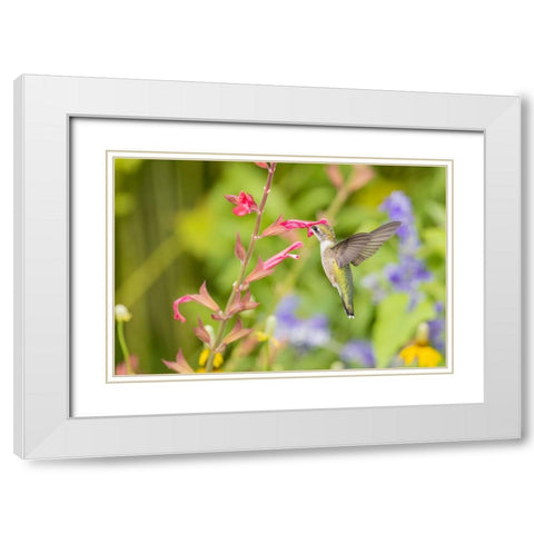 Ruby-throated hummingbird White Modern Wood Framed Art Print with Double Matting by Day, Richard and Susan