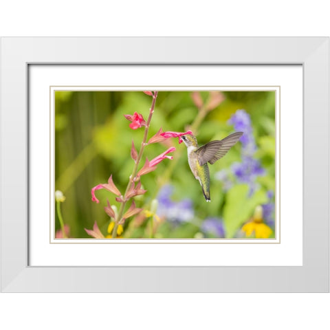 Ruby-throated hummingbird White Modern Wood Framed Art Print with Double Matting by Day, Richard and Susan