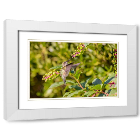 Ruby-throated hummingbird at American pokeweed White Modern Wood Framed Art Print with Double Matting by Day, Richard and Susan