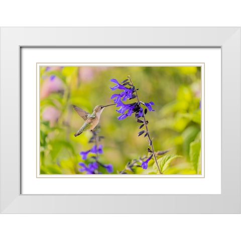 Ruby-throated hummingbird at black and blue salvia White Modern Wood Framed Art Print with Double Matting by Day, Richard and Susan