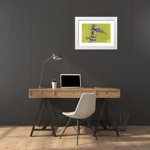 Ruby-throated hummingbird at black and blue salvia White Modern Wood Framed Art Print with Double Matting by Day, Richard and Susan