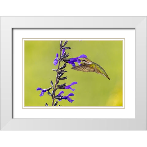 Ruby-throated hummingbird at black and blue salvia White Modern Wood Framed Art Print with Double Matting by Day, Richard and Susan