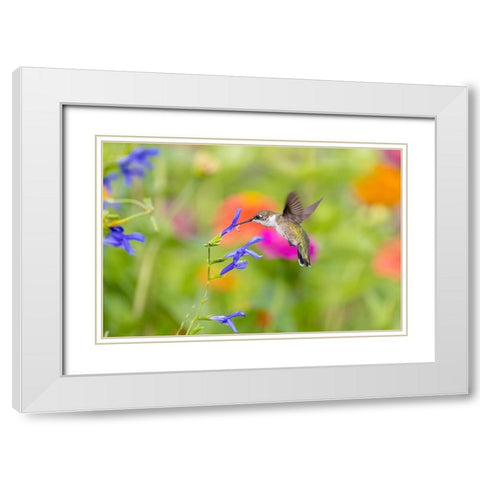 Ruby-throated hummingbird at blue ensign salvia White Modern Wood Framed Art Print with Double Matting by Day, Richard and Susan