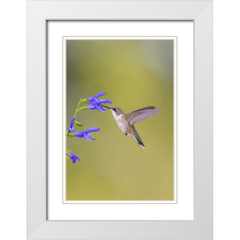 Ruby-throated hummingbird at blue ensign salvia White Modern Wood Framed Art Print with Double Matting by Day, Richard and Susan