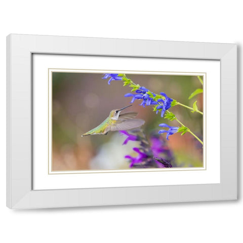 Ruby-throated hummingbird at blue ensign salvia White Modern Wood Framed Art Print with Double Matting by Day, Richard and Susan