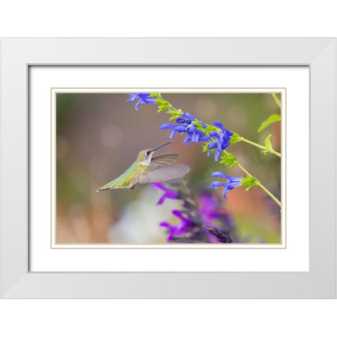 Ruby-throated hummingbird at blue ensign salvia White Modern Wood Framed Art Print with Double Matting by Day, Richard and Susan