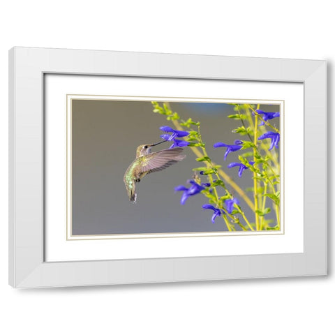 Ruby-throated hummingbird at blue ensign salvia White Modern Wood Framed Art Print with Double Matting by Day, Richard and Susan