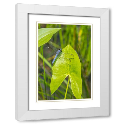 Spangled Skimmer male on Arrowhead plant White Modern Wood Framed Art Print with Double Matting by Day, Richard and Susan