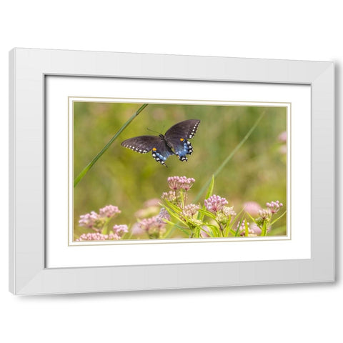Spicebush swallowtail flying to swamp milkweed White Modern Wood Framed Art Print with Double Matting by Day, Richard and Susan