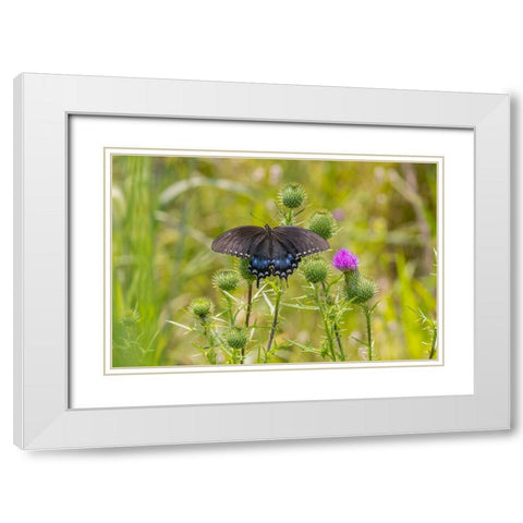 Spicebush swallowtail on Bull thistle White Modern Wood Framed Art Print with Double Matting by Day, Richard and Susan