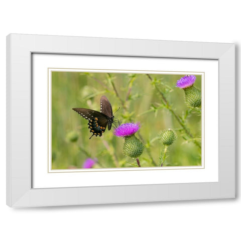 Spicebush swallowtail on Bull thistle White Modern Wood Framed Art Print with Double Matting by Day, Richard and Susan
