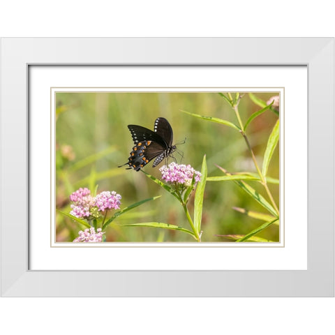 Spicebush swallowtail on swamp milkweed White Modern Wood Framed Art Print with Double Matting by Day, Richard and Susan