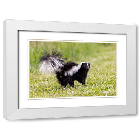 Striped skunk digging for food White Modern Wood Framed Art Print with Double Matting by Day, Richard and Susan