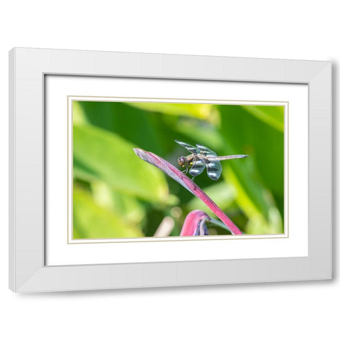 Twelve-spotted Skimmer male on Water Canna White Modern Wood Framed Art Print with Double Matting by Day, Richard and Susan