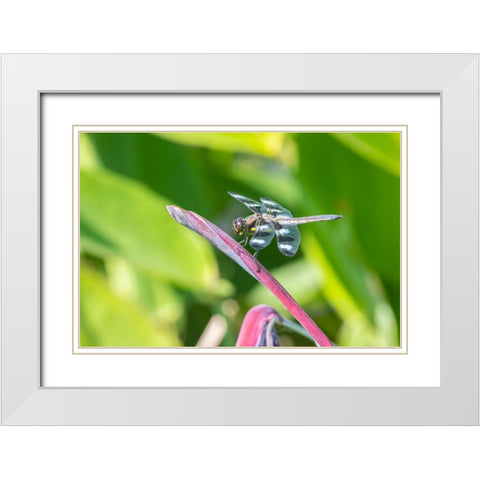 Twelve-spotted Skimmer male on Water Canna White Modern Wood Framed Art Print with Double Matting by Day, Richard and Susan