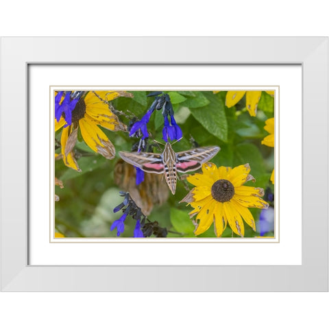 White-lined Sphinx on salvia White Modern Wood Framed Art Print with Double Matting by Day, Richard and Susan