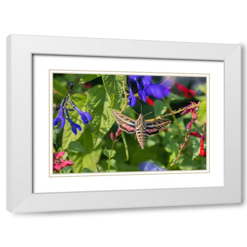 White-lined Sphinx on salvia White Modern Wood Framed Art Print with Double Matting by Day, Richard and Susan