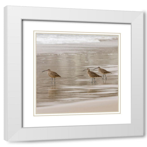 USA CA Pismo Beach Whimbrels White Modern Wood Framed Art Print with Double Matting by Drury, Trish
