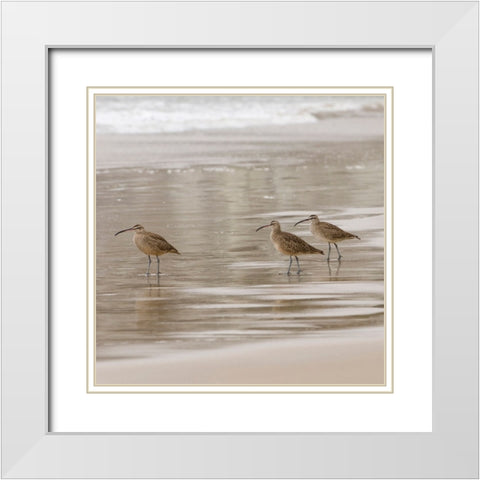 USA CA Pismo Beach Whimbrels White Modern Wood Framed Art Print with Double Matting by Drury, Trish