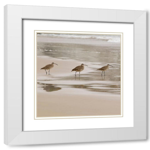 USA CA Pismo Beach Whimbrels White Modern Wood Framed Art Print with Double Matting by Drury, Trish