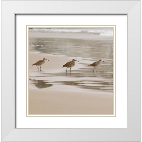 USA CA Pismo Beach Whimbrels White Modern Wood Framed Art Print with Double Matting by Drury, Trish
