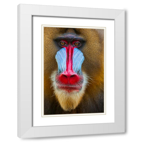 Close-up of the face of a mandrill (Mandrillus sphinx). Captive. White Modern Wood Framed Art Print with Double Matting by Haseltine, Tom