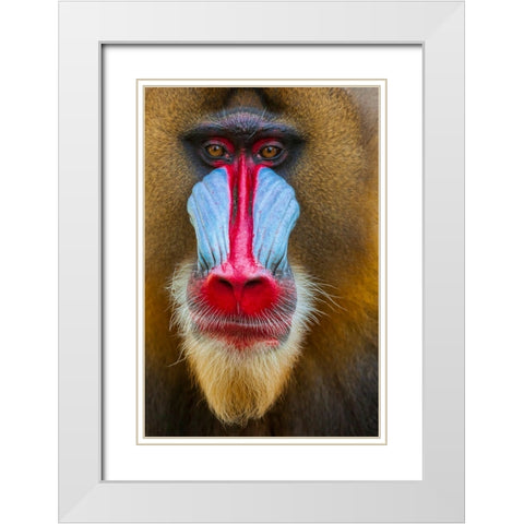 Close-up of the face of a mandrill (Mandrillus sphinx). Captive. White Modern Wood Framed Art Print with Double Matting by Haseltine, Tom