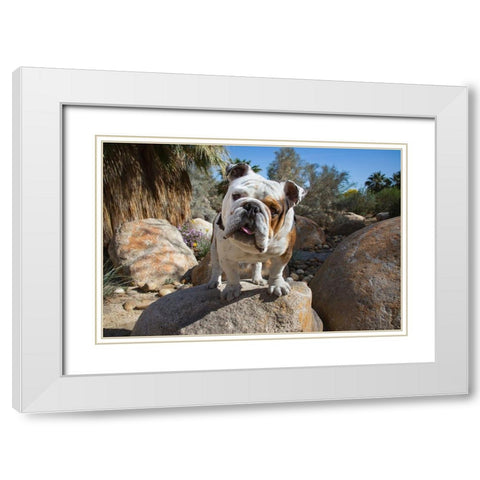 Bulldog in a desert garden White Modern Wood Framed Art Print with Double Matting by Beraldo, Zandina Muench