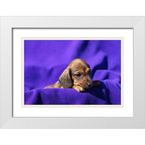 Doxen Puppy White Modern Wood Framed Art Print with Double Matting by Beraldo, Zandina Muench