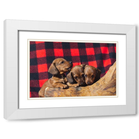 Doxen Puppies White Modern Wood Framed Art Print with Double Matting by Beraldo, Zandina Muench