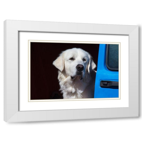 Great Pyrenees portrait White Modern Wood Framed Art Print with Double Matting by Beraldo, Zandina Muench