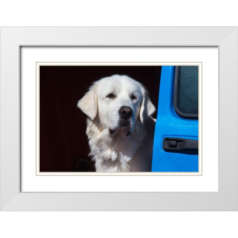 Great Pyrenees portrait White Modern Wood Framed Art Print with Double Matting by Beraldo, Zandina Muench