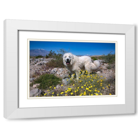 Great Pyrenees in the Colorado Desert White Modern Wood Framed Art Print with Double Matting by Beraldo, Zandina Muench
