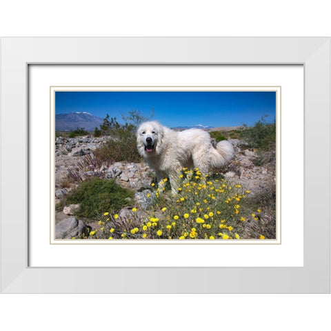 Great Pyrenees in the Colorado Desert White Modern Wood Framed Art Print with Double Matting by Beraldo, Zandina Muench