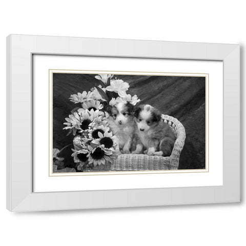 Sheltie Puppies White Modern Wood Framed Art Print with Double Matting by Beraldo, Zandina Muench