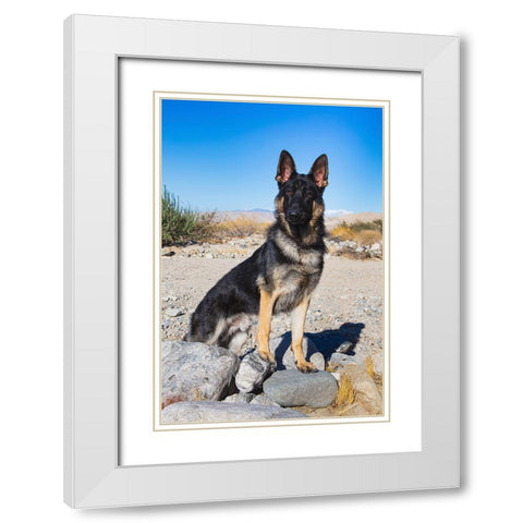 German Shepherd in the Coachella Valley-California White Modern Wood Framed Art Print with Double Matting by Muench, Zandria